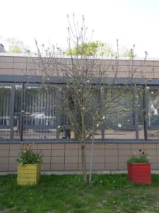 Apfelbaum Vor Zwei Wochen